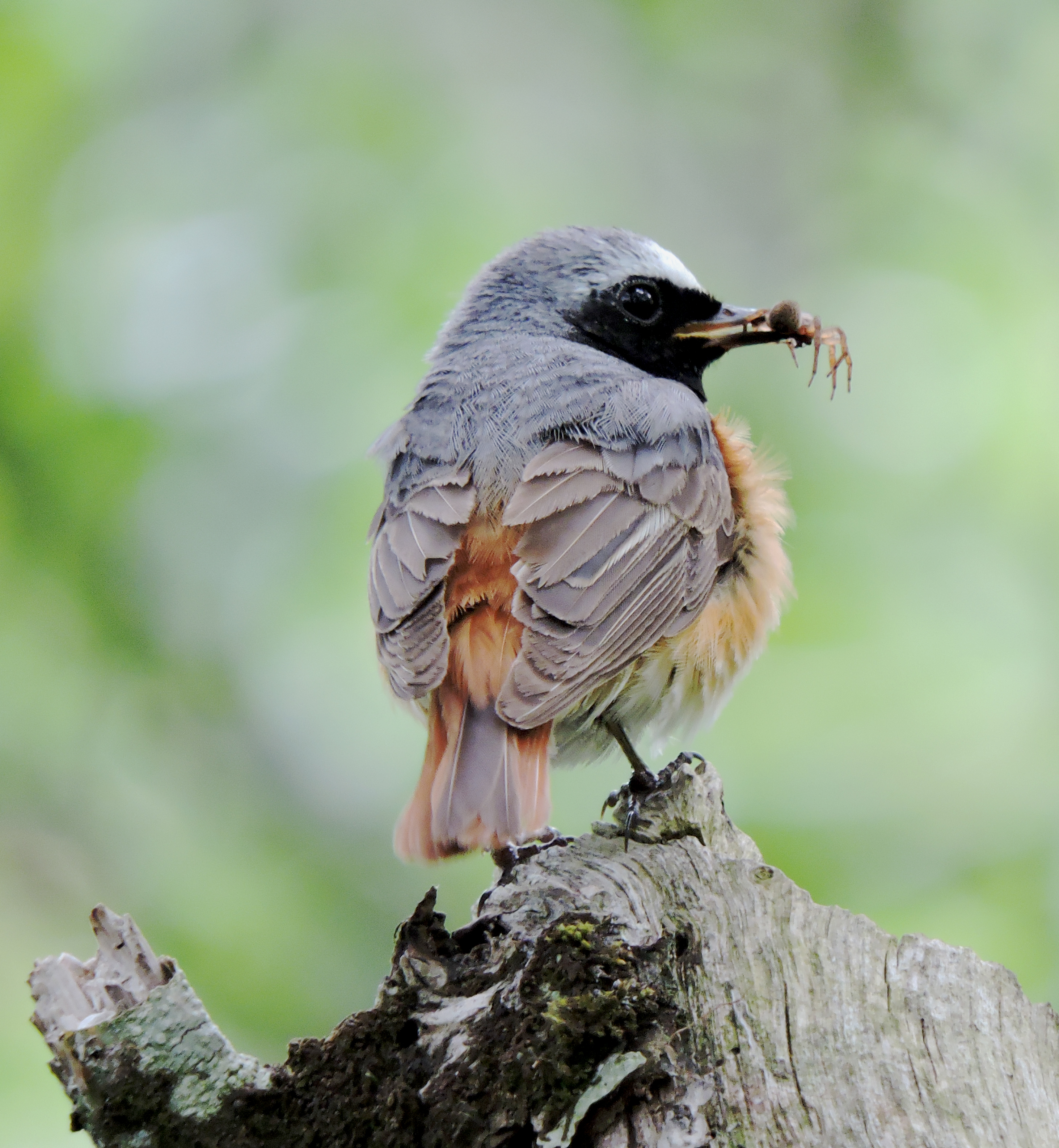 MALE REDSTART Bill Bagley Photography